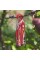 Мультитул Leatherman Skeletool RX (832310)